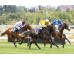 Carrera: P.Gran Hipódromo de Andalucia Caballo: Irish Breath Monta: B.Estupiñán
